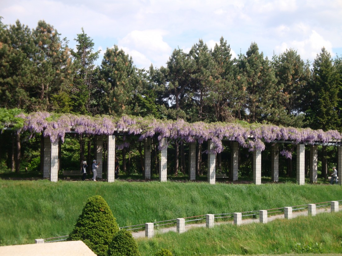 前田森林公園藤棚の風景