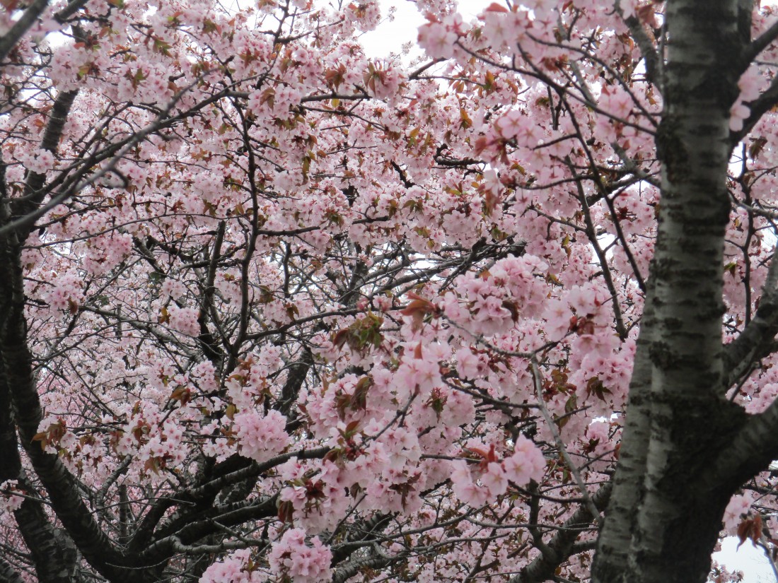 千島桜の写真