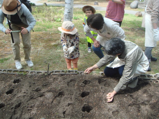 種イモ植え